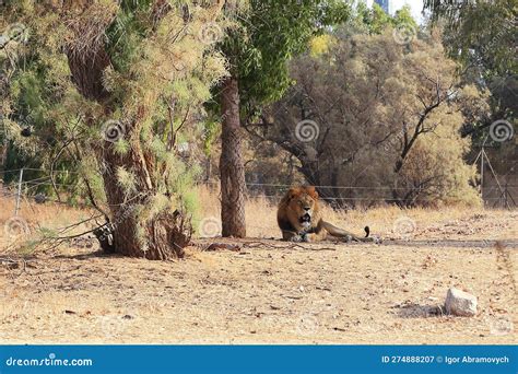 African Lion in Safari Park Stock Image - Image of exotic, travel ...