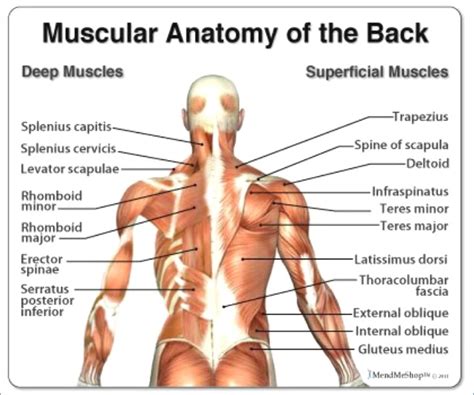 Upper Back Pain - 2 Ways to Find Relief - Active Kinetix