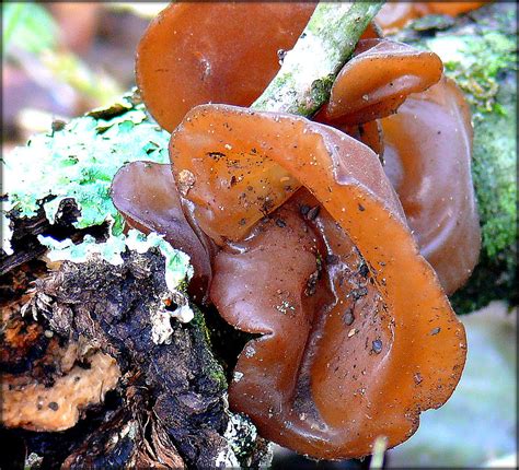 Wood Ear Mushroom Photograph by Robert Shinn - Pixels