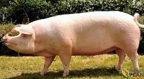 Swedish Landrace Pig: The Main Breed Of Pigs In Sweden - Farming Plan