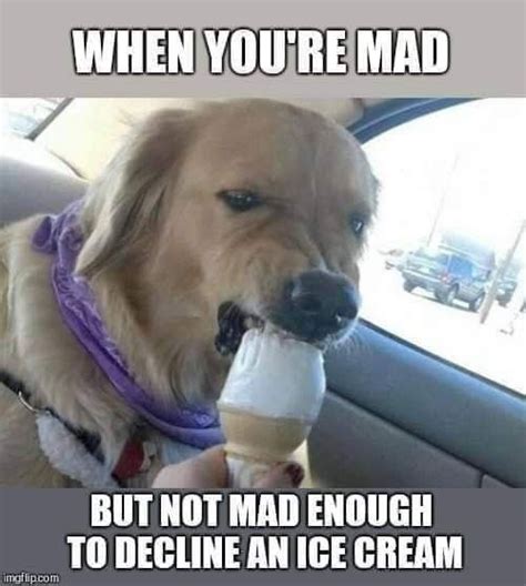 Pin by Dawn Longuil on FUNNY! :-) | Funny dog memes, Dog memes, Dogs