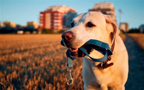 ¡Vete de niñera para perros y gana más de 100 mil dólares!