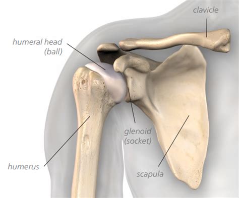 Shoulder Replacement: What you Need and Want to Know! – Ortho Rhode Island