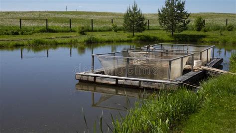 Fish Farm in the Pond. Aquaculture in the Open Air Stock Photo - Image ...