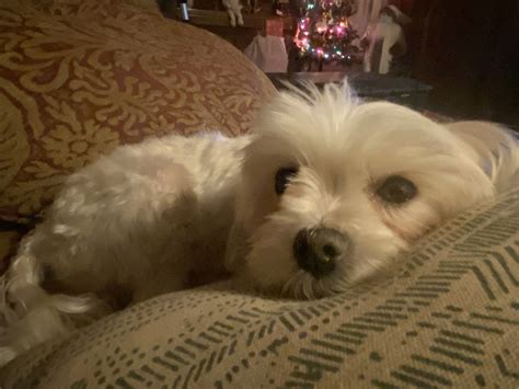 Dog adoption in Minneapolis, MN 55416: Maltese (medium coat) Dog "Mona Lisa"