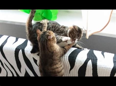 Funny Cats - Running, Jumping, Playing, Chirping - YouTube