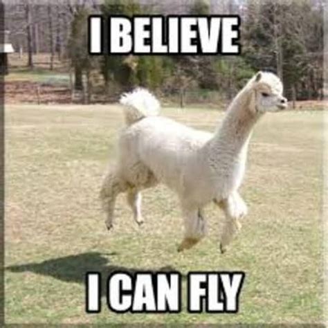 38 Alpaca Memes That Will Either Be The Funniest Or Weirdest Thing You ...