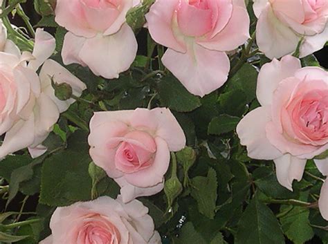 Floribunda Roses | NSW Rose Society