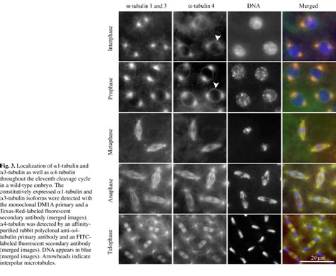 The maternal 4-tubulin isoform is enriched in the interpolar ...