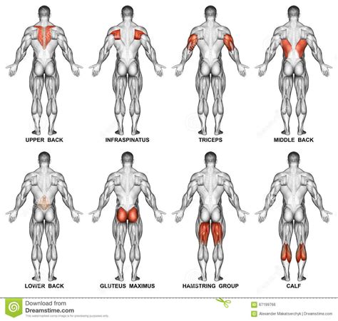 Illustration about Back projection of the human body. Showing muscle groups that work during ...