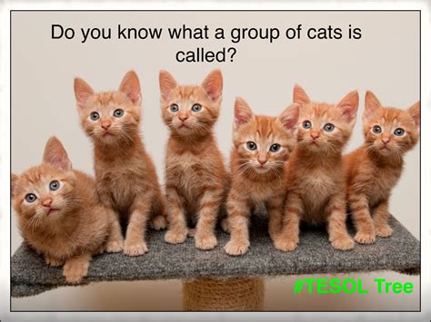 What is a group of cats called?