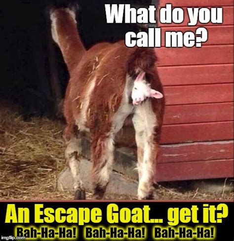 The Escape Goat - Imgflip