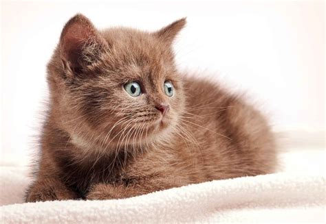 Why Brown Cats Are Rare + Pics of 11 Brown Cat Breeds - Cat-World