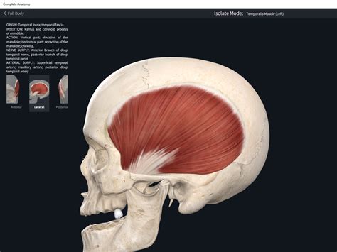 Muscles: Temporalis. – Anatomy & Physiology