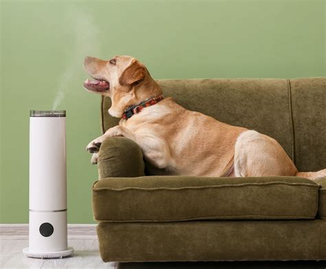 Best Air Purifier For Pets 2024 - Casi Martie