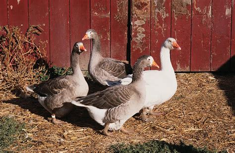 Domestic Geese Breeds - Grit