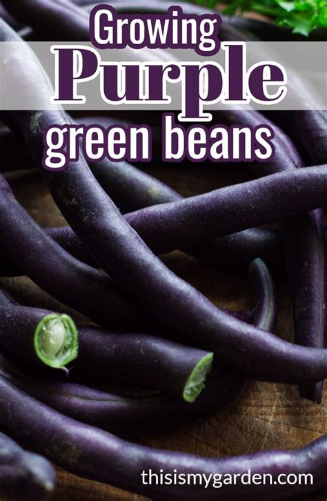 Growing Purple Green Beans - How To Plant, Grow & Harvest "Purple" Beans | Green beans, Purple ...
