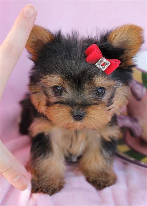 Itty bitty Teacup Yorkie puppy by TeaCups, Puppies & Boutique | Teacup ...