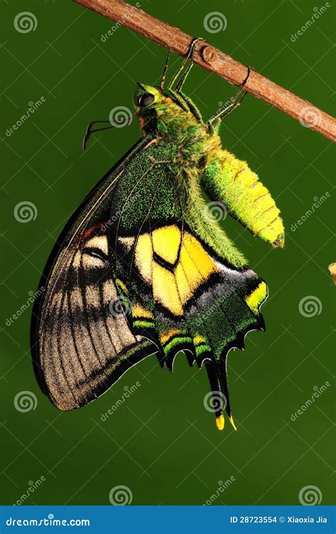 Pupa of Butterfly, Process of Eclosion 8/8 Stock Photo - Image of beautiful, color: 28723554