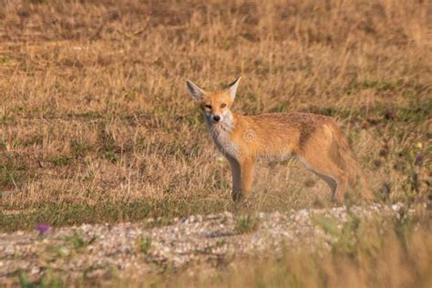 Red Fox Standing in the Field Stock Image - Image of park, wallpaper: 263371743