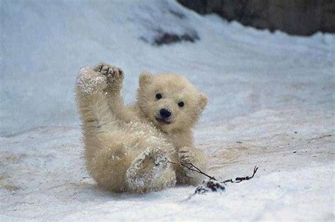 Baby bear sliding in the snow | Animaux mignons, Image animaux, Animaux ...