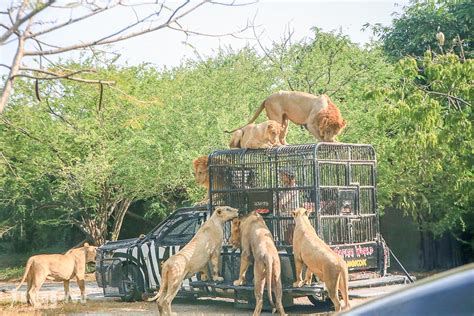 【曼谷】Safari World 賽佛瑞野生世界包車一日遊，野生動物園看獅子餵食秀 | BringYou