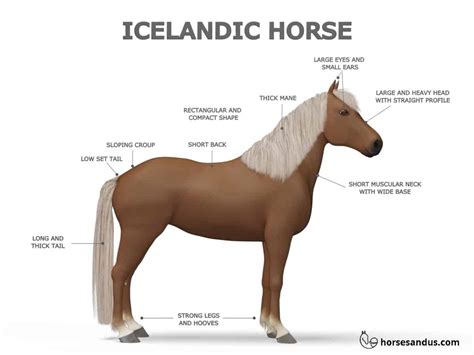 Icelandic Horse Breed Profile + 12 Interesting Facts