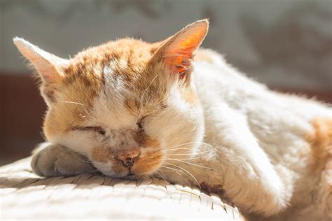 How to Help Elderly Cats Cope With Old Age | Vets Now