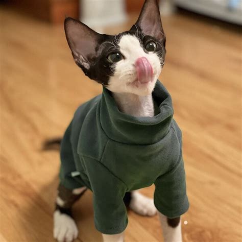 Sphynx Cat Clothes - Etsy