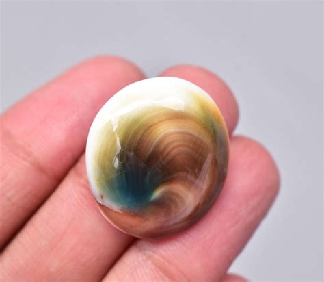 Operculum Shell Cabochon Operculum Shell Gemstone Oval | Etsy