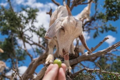 Argan Tree Goats (Feeding) | Smithsonian Photo Contest | Smithsonian Magazine