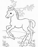 Pretty Horse Coloring Pages At GetColoringscom  Free Printable sketch template