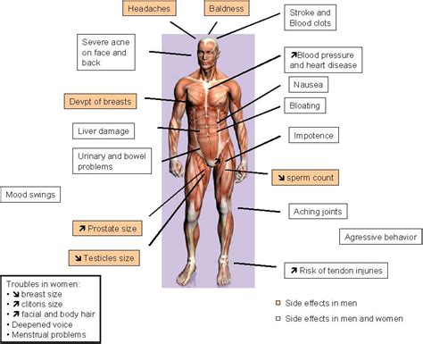 Anabolic Steroids and Growth Hormone • Bodybuilding Wizard