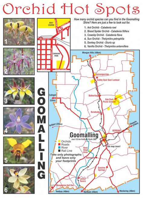 Orchids – Visit Goomalling