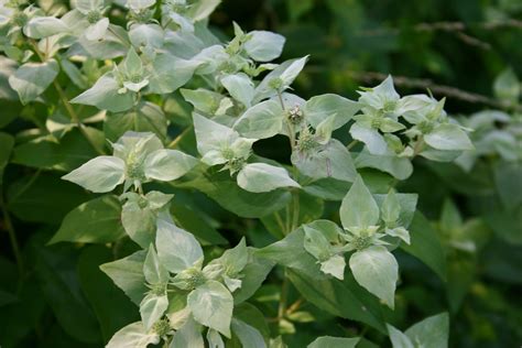 Mountain Mint Plant Profile | Sylvan Gardens Landscape