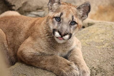 Beloved University of Houston cougar mascot Shasta VI passes away at 11 ...