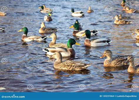 Family of Ducks Swimming in the Pond Stock Photo - Image of fresh ...