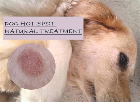 What Can You Use For Hot Spots On Dogs