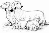 Wiener Dog Coloring Pages At GetColoringscom  Free Printable sketch template