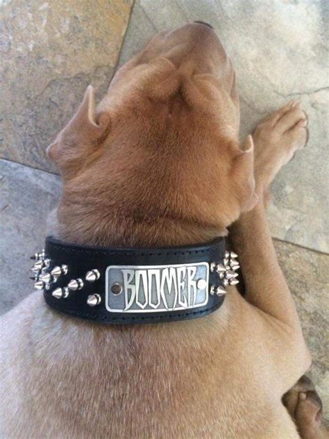 2" Personalized Tapered Leather Dog Collar w/Spikes | PIT BULL GEAR ...