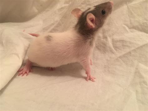 12 best u/tiiiired images on Pholder | Aww, RATS and Hair