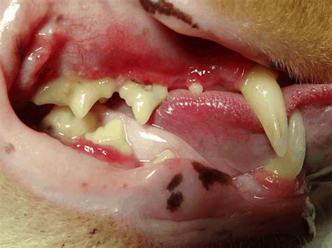 What is Feline Stomatitis in Cats?