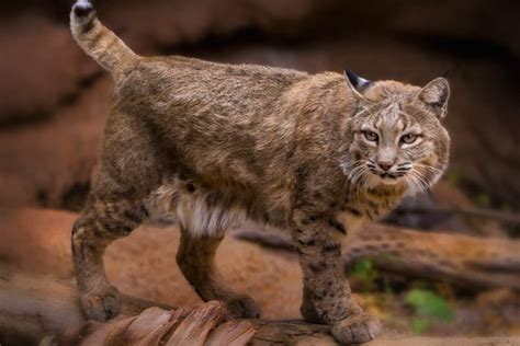 Bobcats in Georgia: Exploring Georgia's Bobcat Population