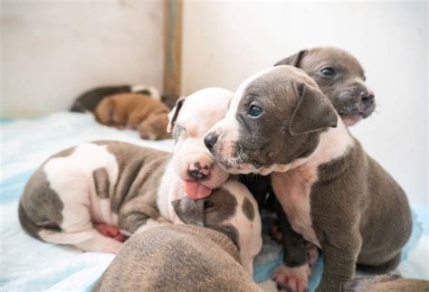 Adorable Moment 6 American Bullies Choose to Sleep in Same Bed to ...