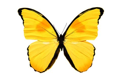 Yellow Butterfly Backgrounds