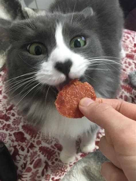 Can Cats Eat Salami | Is Salami Safe for Cats? | Cats Can Eat