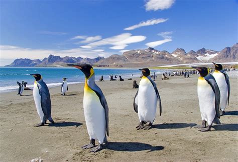 11 Top-Rated Tourist Attractions in the Falkland Islands | PlanetWare