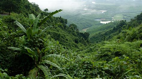 Southeast Asian forests: past, present, and future | Kew