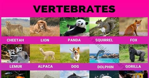 Vertebrates: Wonderful List of 340+ Vertebrates around the World ...