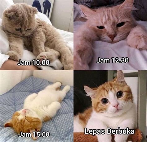 10 Meme Kocak Seputar Kebiasaan Kucing, Bikin Ngakak!